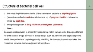 Structure of bacterial cell wall 5
o The most important constituent of the cell wall of bacteria is peptidoglycan
o (sometimes called murein) which is made up of polysaccharide chains cross
linked by peptides.
o This peptidoglycan is only found in prokaryotes (Bacteria).
o Note :
Because peptidoglycan is present in bacteria but not in human cells, it is a good target
for antibacterial drugs. Several of these drugs, such as penicillin and cephalosporins,
inhibit the synthesis of peptidoglycan by inhibiting the transpeptidase that makes the
crosslinks between the two adjacent tetrapeptides
 