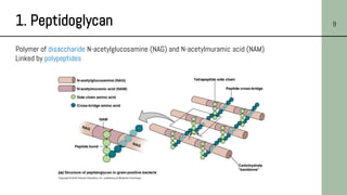 1. Peptidoglycan 9
Polymer of disaccharide N-acetylglucosamine (NAG) and N-acetylmuramic acid (NAM)
Linked by polypeptides
 