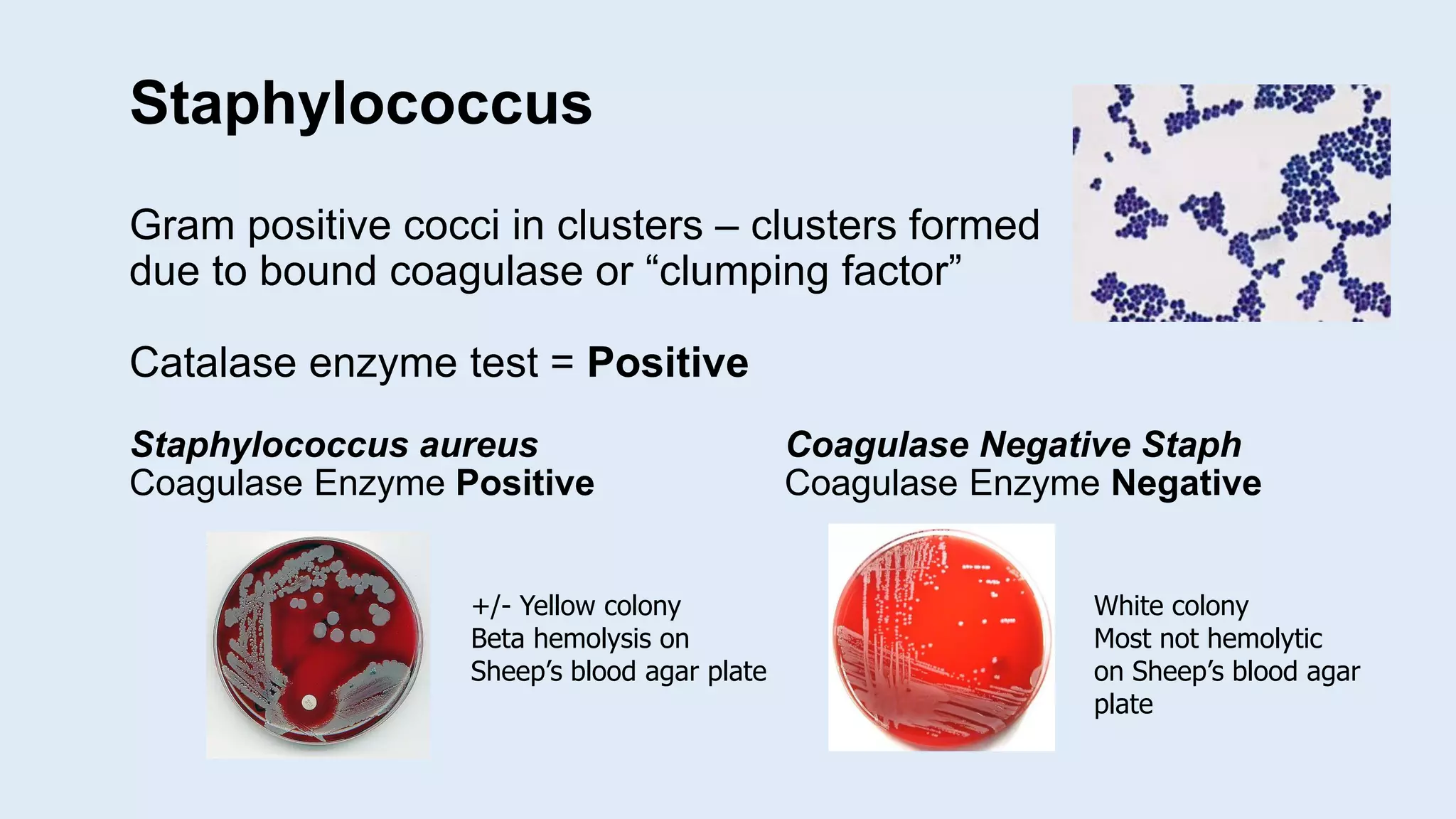 Staphylococcus
Gram positive cocci in clusters – clusters formed
due to bound coagulase or “clumping factor”
Catalase enzyme test = Positive
Staphylococcus aureus Coagulase Negative Staph
Coagulase Enzyme Positive Coagulase Enzyme Negative
+/- Yellow colony
Beta hemolysis on
Sheep’s blood agar plate
White colony
Most not hemolytic
on Sheep’s blood agar
plate
 