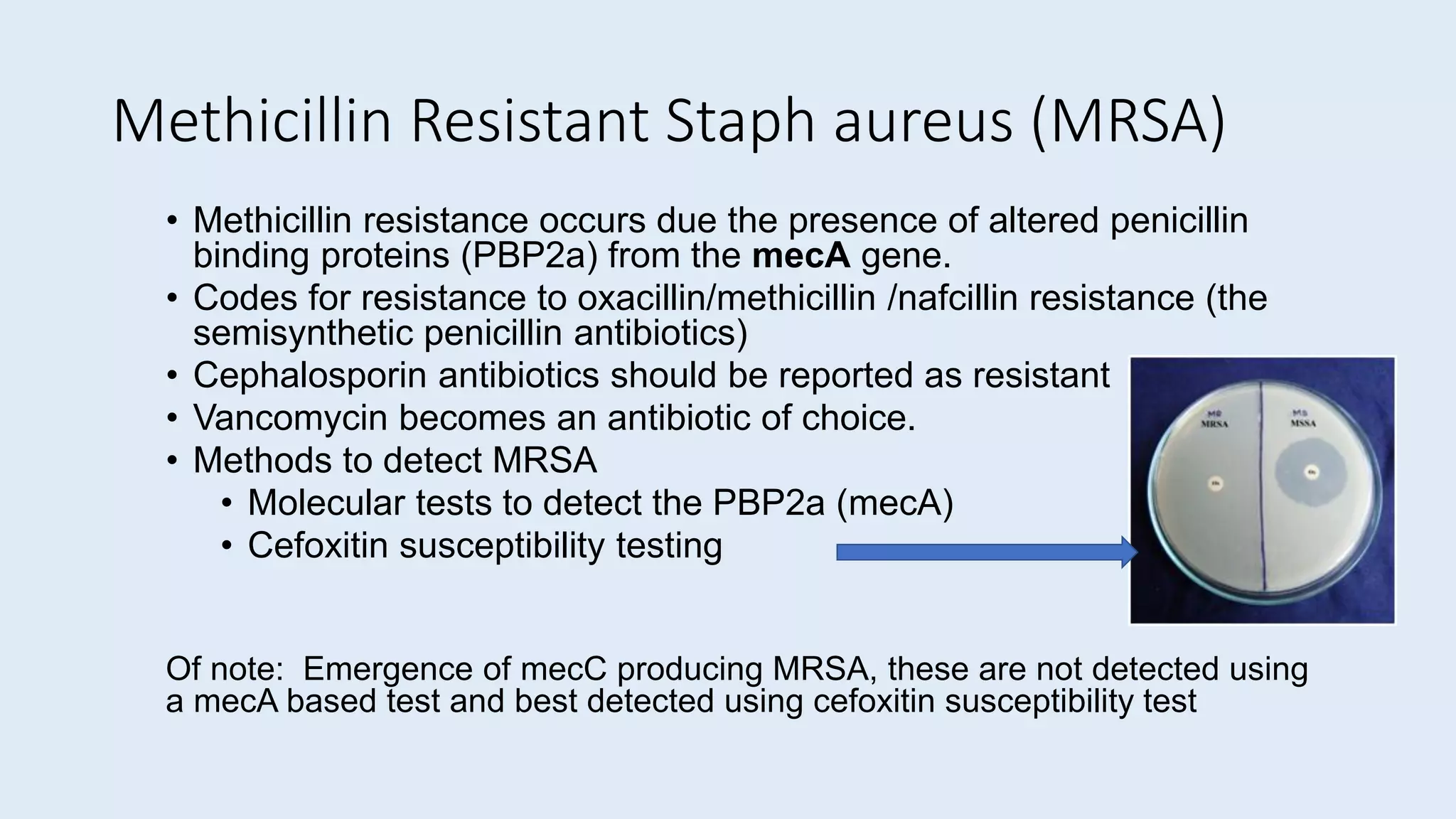 Methicillin Resistant Staph aureus (MRSA)
• Methicillin resistance occurs due the presence of altered penicillin
binding proteins (PBP2a) from the mecA gene.
• Codes for resistance to oxacillin/methicillin /nafcillin resistance (the
semisynthetic penicillin antibiotics)
• Cephalosporin antibiotics should be reported as resistant
• Vancomycin becomes an antibiotic of choice.
• Methods to detect MRSA
• Molecular tests to detect the PBP2a (mecA)
• Cefoxitin susceptibility testing
Of note: Emergence of mecC producing MRSA, these are not detected using
a mecA based test and best detected using cefoxitin susceptibility test
 