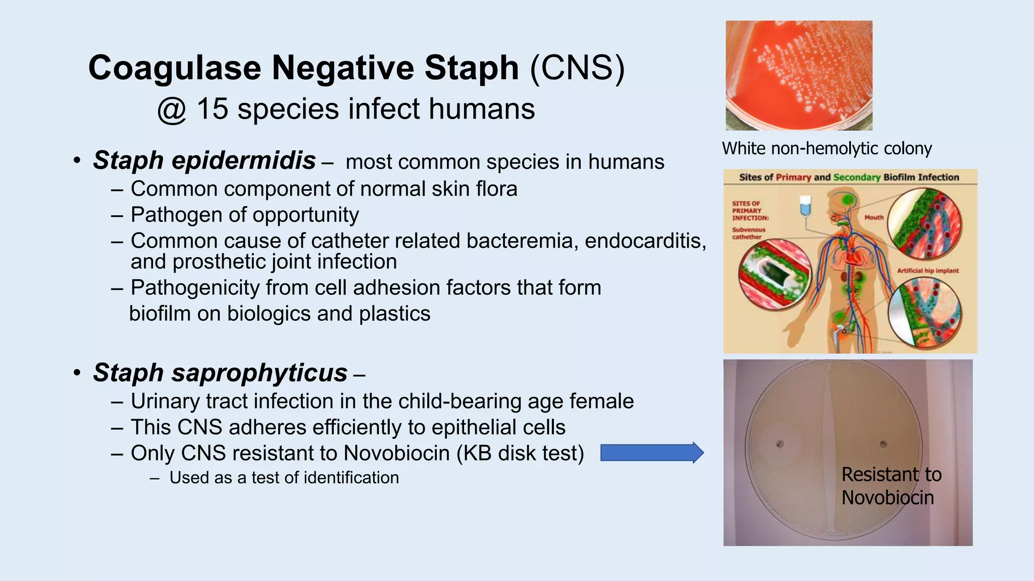 Coagulase Negative Staph (CNS)
@ 15 species infect humans
• Staph epidermidis – most common species in humans
– Common component of normal skin flora
– Pathogen of opportunity
– Common cause of catheter related bacteremia, endocarditis,
and prosthetic joint infection
– Pathogenicity from cell adhesion factors that form
biofilm on biologics and plastics
• Staph saprophyticus –
– Urinary tract infection in the child-bearing age female
– This CNS adheres efficiently to epithelial cells
– Only CNS resistant to Novobiocin (KB disk test)
– Used as a test of identification
White non-hemolytic colony
Resistant to
Novobiocin
 