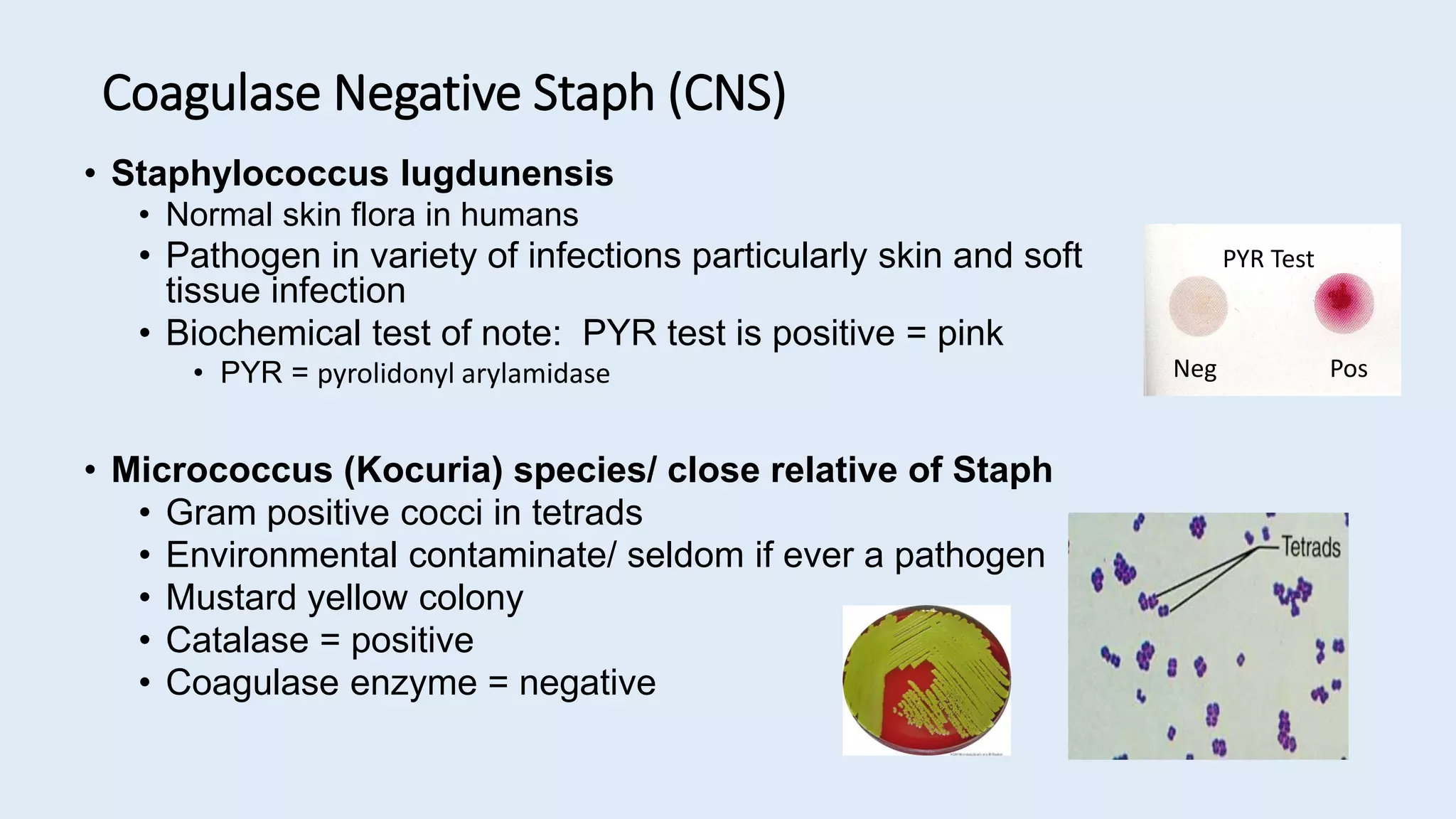 • Staphylococcus lugdunensis
• Normal skin flora in humans
• Pathogen in variety of infections particularly skin and soft
tissue infection
• Biochemical test of note: PYR test is positive = pink
• PYR = pyrolidonyl arylamidase
• Micrococcus (Kocuria) species/ close relative of Staph
• Gram positive cocci in tetrads
• Environmental contaminate/ seldom if ever a pathogen
• Mustard yellow colony
• Catalase = positive
• Coagulase enzyme = negative
Neg Pos
PYR Test
Coagulase Negative Staph (CNS)
 