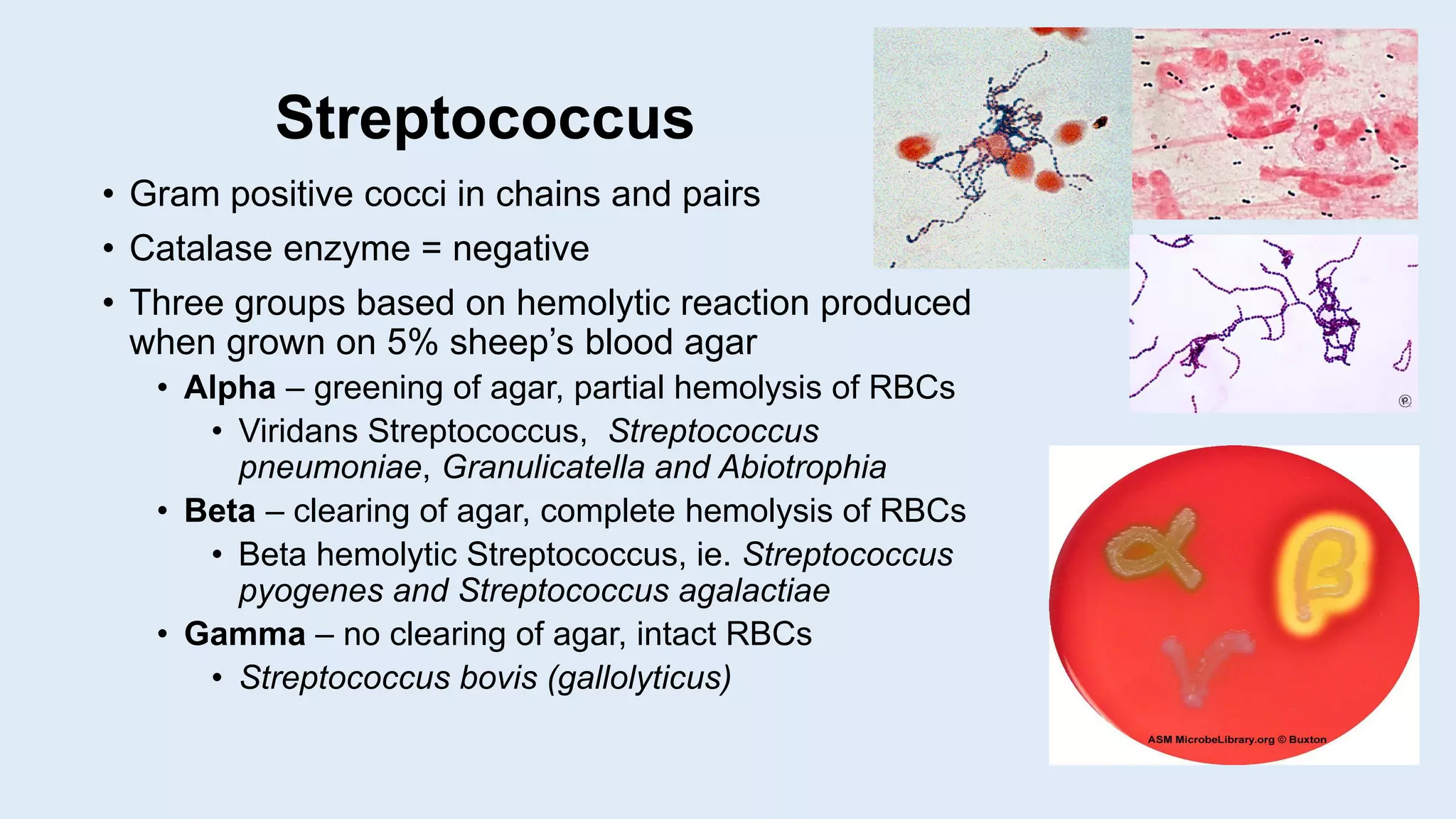 Streptococcus
• Gram positive cocci in chains and pairs
• Catalase enzyme = negative
• Three groups based on hemolytic reaction produced
when grown on 5% sheep’s blood agar
• Alpha – greening of agar, partial hemolysis of RBCs
• Viridans Streptococcus, Streptococcus
pneumoniae, Granulicatella and Abiotrophia
• Beta – clearing of agar, complete hemolysis of RBCs
• Beta hemolytic Streptococcus, ie. Streptococcus
pyogenes and Streptococcus agalactiae
• Gamma – no clearing of agar, intact RBCs
• Streptococcus bovis (gallolyticus)
 