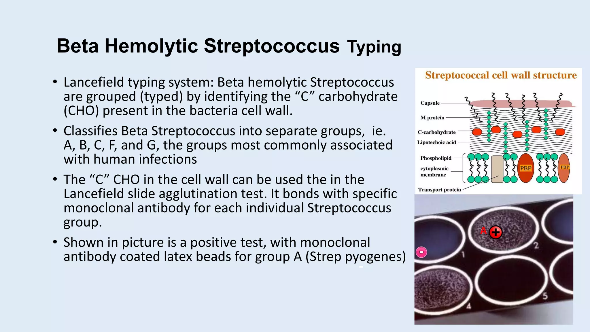 Beta Hemolytic Streptococcus Typing
• Lancefield typing system: Beta hemolytic Streptococcus
are grouped (typed) by identifying the “C” carbohydrate
(CHO) present in the bacteria cell wall.
• Classifies Beta Streptococcus into separate groups, ie.
A, B, C, F, and G, the groups most commonly associated
with human infections
• The “C” CHO in the cell wall can be used the in the
Lancefield slide agglutination test. It bonds with specific
monoclonal antibody for each individual Streptococcus
group.
• Shown in picture is a positive test, with monoclonal
antibody coated latex beads for group A (Strep pyogenes)
-
A
 