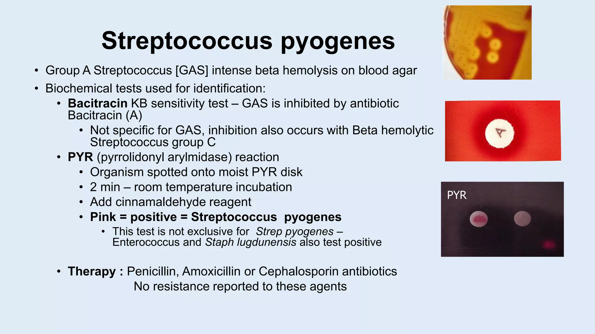 Streptococcus pyogenes
• Group A Streptococcus [GAS] intense beta hemolysis on blood agar
• Biochemical tests used for identification:
• Bacitracin KB sensitivity test – GAS is inhibited by antibiotic
Bacitracin (A)
• Not specific for GAS, inhibition also occurs with Beta hemolytic
Streptococcus group C
• PYR (pyrrolidonyl arylmidase) reaction
• Organism spotted onto moist PYR disk
• 2 min – room temperature incubation
• Add cinnamaldehyde reagent
• Pink = positive = Streptococcus pyogenes
• This test is not exclusive for Strep pyogenes –
Enterococcus and Staph lugdunensis also test positive
• Therapy : Penicillin, Amoxicillin or Cephalosporin antibiotics
No resistance reported to these agents
PYR
 