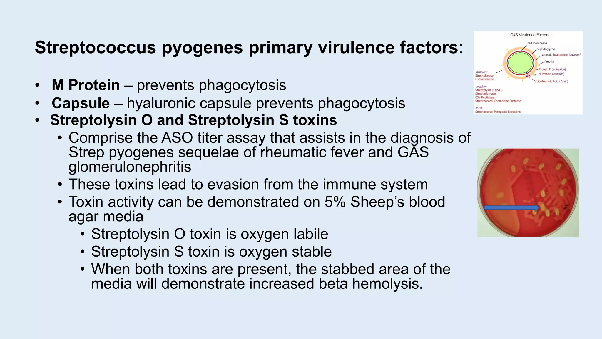 • Streptolysin O and Streptolysin S toxins
• Comprise the ASO titer assay that assists in the diagnosis of
Strep pyogenes sequelae of rheumatic fever and GAS
glomerulonephritis
• These toxins lead to evasion from the immune system
• Toxin activity can be demonstrated on 5% Sheep’s blood
agar media
• Streptolysin O toxin is oxygen labile
• Streptolysin S toxin is oxygen stable
• When both toxins are present, the stabbed area of the
media will demonstrate increased beta hemolysis.
Streptococcus pyogenes primary virulence factors:
• M Protein – prevents phagocytosis
• Capsule – hyaluronic capsule prevents phagocytosis
 