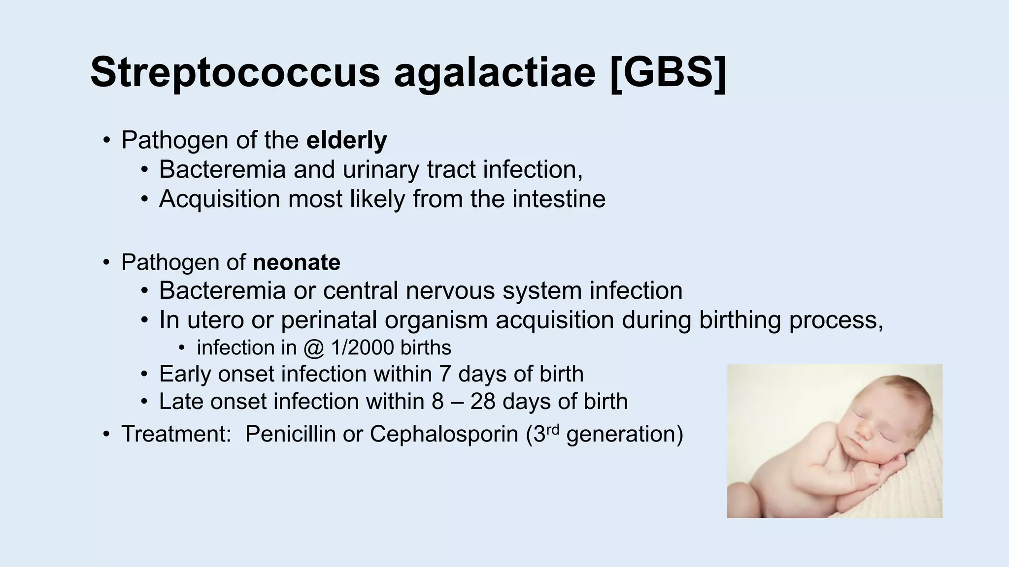 Streptococcus agalactiae [GBS]
• Pathogen of the elderly
• Bacteremia and urinary tract infection,
• Acquisition most likely from the intestine
• Pathogen of neonate
• Bacteremia or central nervous system infection
• In utero or perinatal organism acquisition during birthing process,
• infection in @ 1/2000 births
• Early onset infection within 7 days of birth
• Late onset infection within 8 – 28 days of birth
• Treatment: Penicillin or Cephalosporin (3rd generation)
 