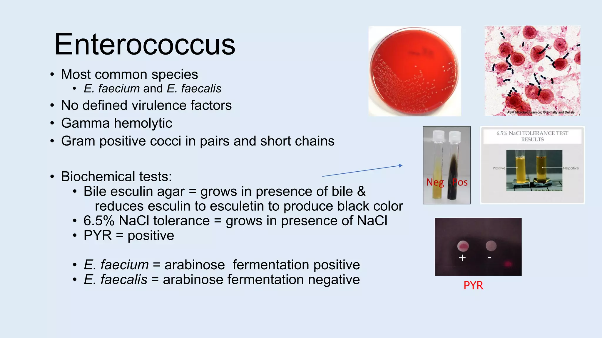 • Most common species
• E. faecium and E. faecalis
• No defined virulence factors
• Gamma hemolytic
• Gram positive cocci in pairs and short chains
• Biochemical tests:
• Bile esculin agar = grows in presence of bile &
reduces esculin to esculetin to produce black color
• 6.5% NaCl tolerance = grows in presence of NaCl
• PYR = positive
• E. faecium = arabinose fermentation positive
• E. faecalis = arabinose fermentation negative
Enterococcus
+ -
PYR
Neg Pos
 