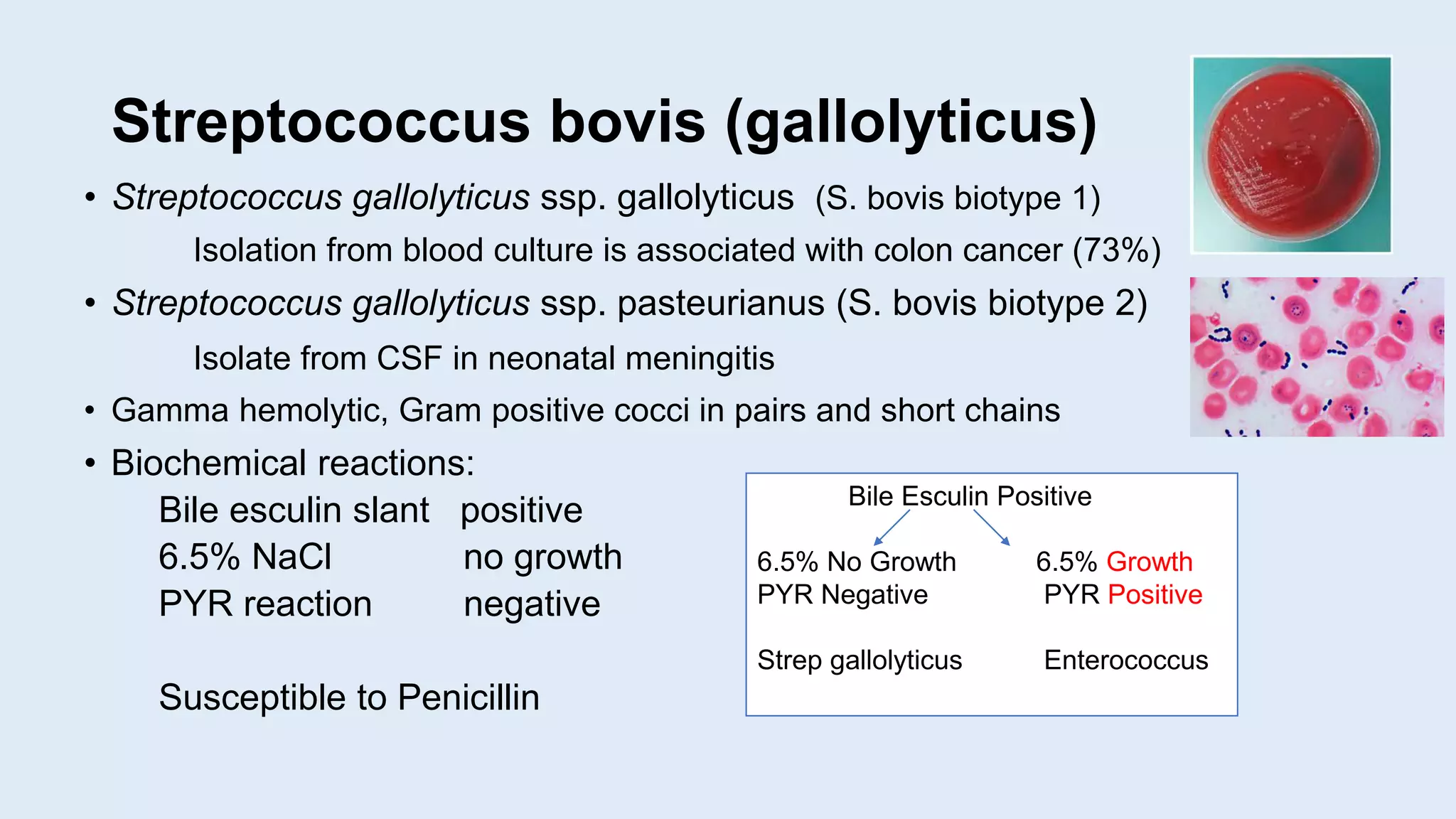 Streptococcus bovis (gallolyticus)
• Streptococcus gallolyticus ssp. gallolyticus (S. bovis biotype 1)
Isolation from blood culture is associated with colon cancer (73%)
• Streptococcus gallolyticus ssp. pasteurianus (S. bovis biotype 2)
Isolate from CSF in neonatal meningitis
• Gamma hemolytic, Gram positive cocci in pairs and short chains
• Biochemical reactions:
Bile esculin slant positive
6.5% NaCl no growth
PYR reaction negative
Susceptible to Penicillin
Bile Esculin Positive
6.5% No Growth 6.5% Growth
PYR Negative PYR Positive
Strep gallolyticus Enterococcus
 