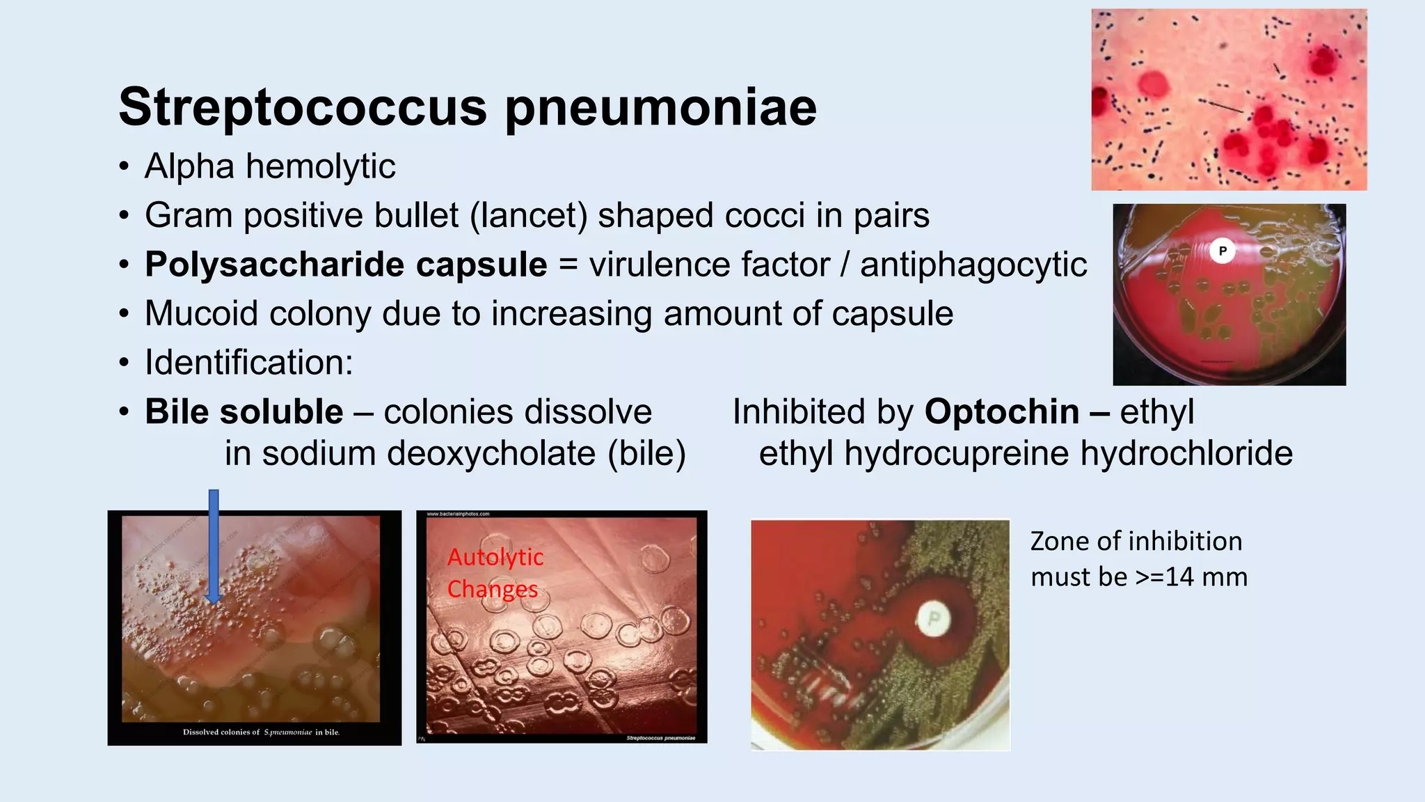 Streptococcus pneumoniae
• Alpha hemolytic
• Gram positive bullet (lancet) shaped cocci in pairs
• Polysaccharide capsule = virulence factor / antiphagocytic
• Mucoid colony due to increasing amount of capsule
• Identification:
• Bile soluble – colonies dissolve Inhibited by Optochin – ethyl
in sodium deoxycholate (bile) ethyl hydrocupreine hydrochloride
Zone of inhibition
must be >=14 mm
Autolytic
Changes
 