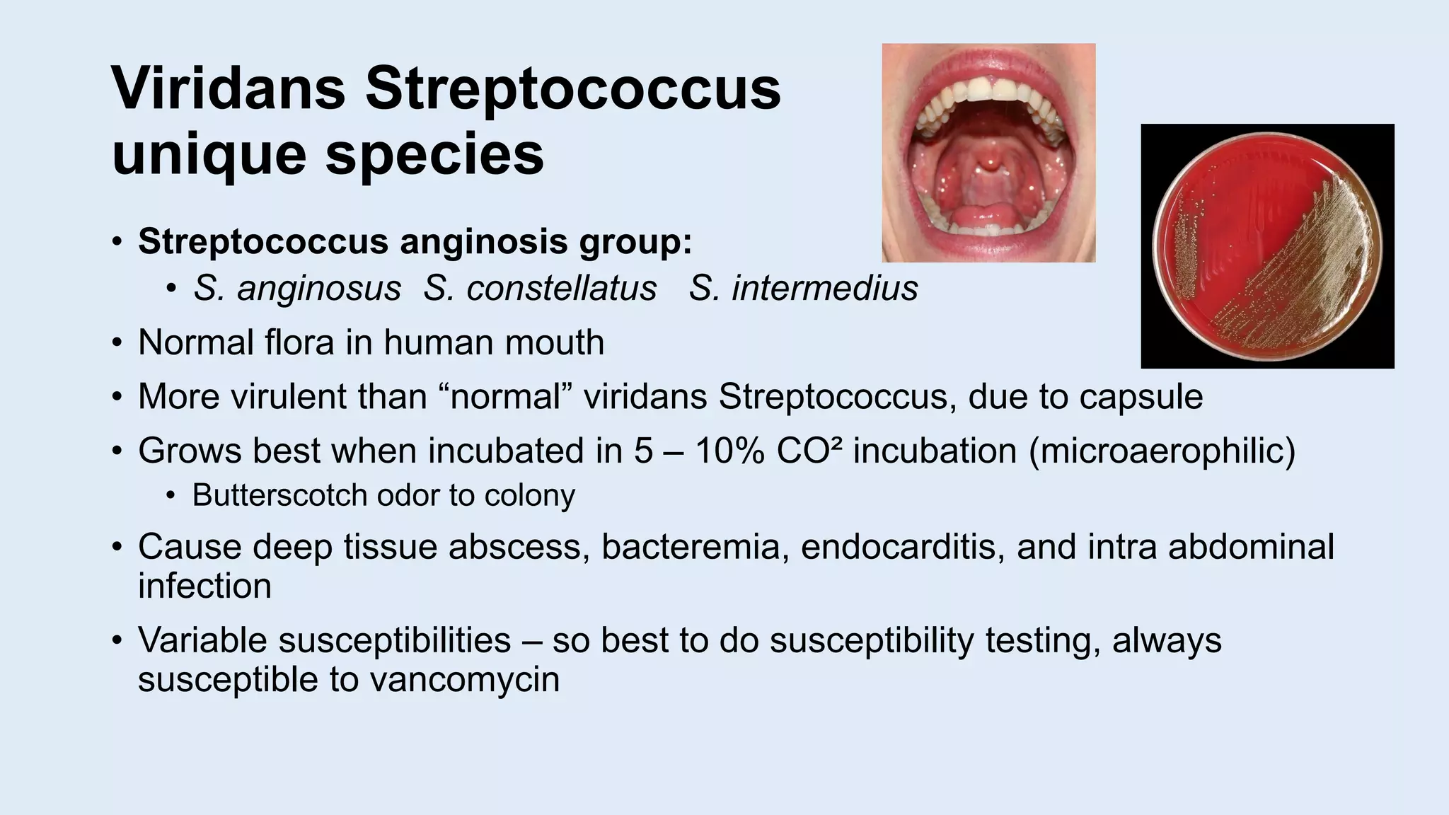 Viridans Streptococcus
unique species
• Streptococcus anginosis group:
• S. anginosus S. constellatus S. intermedius
• Normal flora in human mouth
• More virulent than “normal” viridans Streptococcus, due to capsule
• Grows best when incubated in 5 – 10% CO² incubation (microaerophilic)
• Butterscotch odor to colony
• Cause deep tissue abscess, bacteremia, endocarditis, and intra abdominal
infection
• Variable susceptibilities – so best to do susceptibility testing, always
susceptible to vancomycin
 