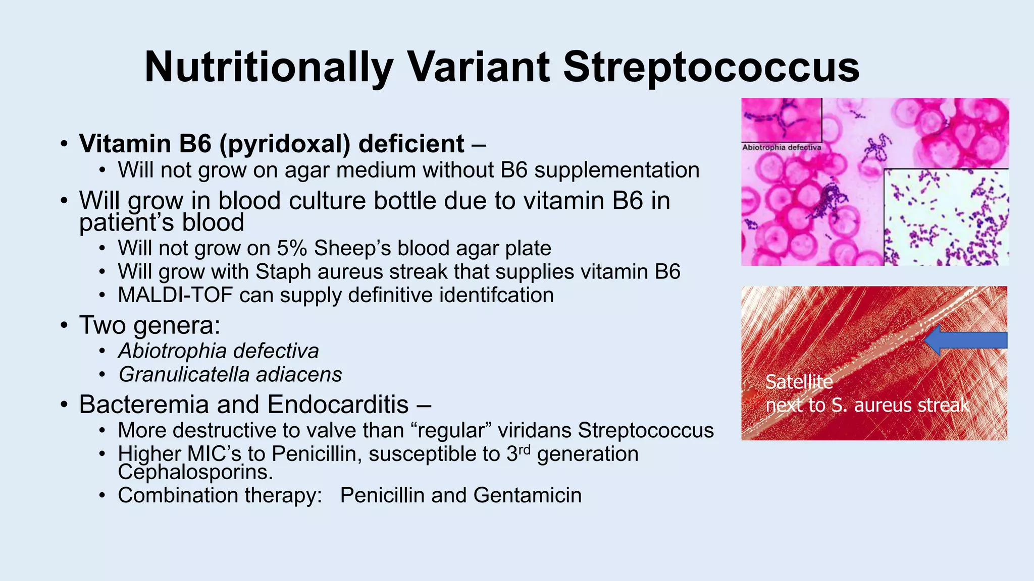 Nutritionally Variant Streptococcus
• Vitamin B6 (pyridoxal) deficient –
• Will not grow on agar medium without B6 supplementation
• Will grow in blood culture bottle due to vitamin B6 in
patient’s blood
• Will not grow on 5% Sheep’s blood agar plate
• Will grow with Staph aureus streak that supplies vitamin B6
• MALDI-TOF can supply definitive identifcation
• Two genera:
• Abiotrophia defectiva
• Granulicatella adiacens
• Bacteremia and Endocarditis –
• More destructive to valve than “regular” viridans Streptococcus
• Higher MIC’s to Penicillin, susceptible to 3rd generation
Cephalosporins.
• Combination therapy: Penicillin and Gentamicin
Satellite
next to S. aureus streak
 