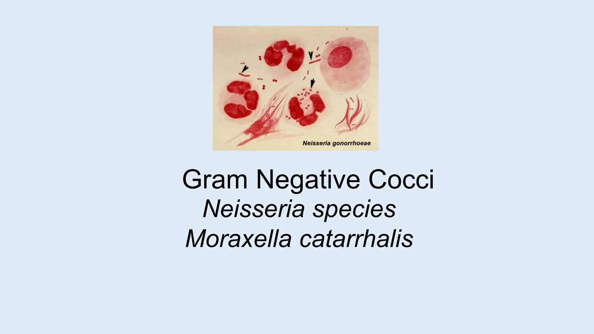 Gram Negative Cocci
Neisseria species
Moraxella catarrhalis
 