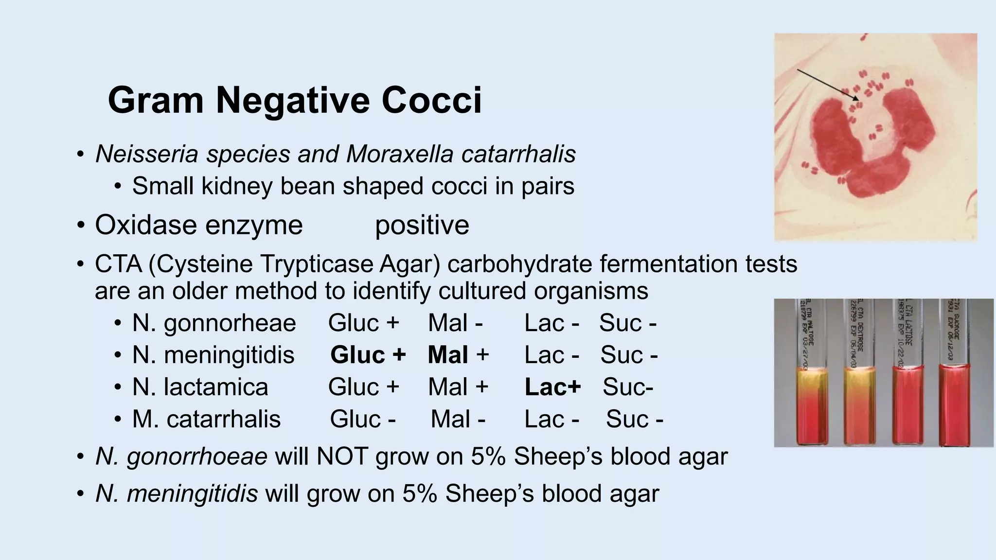 Gram Negative Cocci
• Neisseria species and Moraxella catarrhalis
• Small kidney bean shaped cocci in pairs
• Oxidase enzyme positive
• CTA (Cysteine Trypticase Agar) carbohydrate fermentation tests
are an older method to identify cultured organisms
• N. gonnorheae Gluc + Mal - Lac - Suc -
• N. meningitidis Gluc + Mal + Lac - Suc -
• N. lactamica Gluc + Mal + Lac+ Suc-
• M. catarrhalis Gluc - Mal - Lac - Suc -
• N. gonorrhoeae will NOT grow on 5% Sheep’s blood agar
• N. meningitidis will grow on 5% Sheep’s blood agar
 