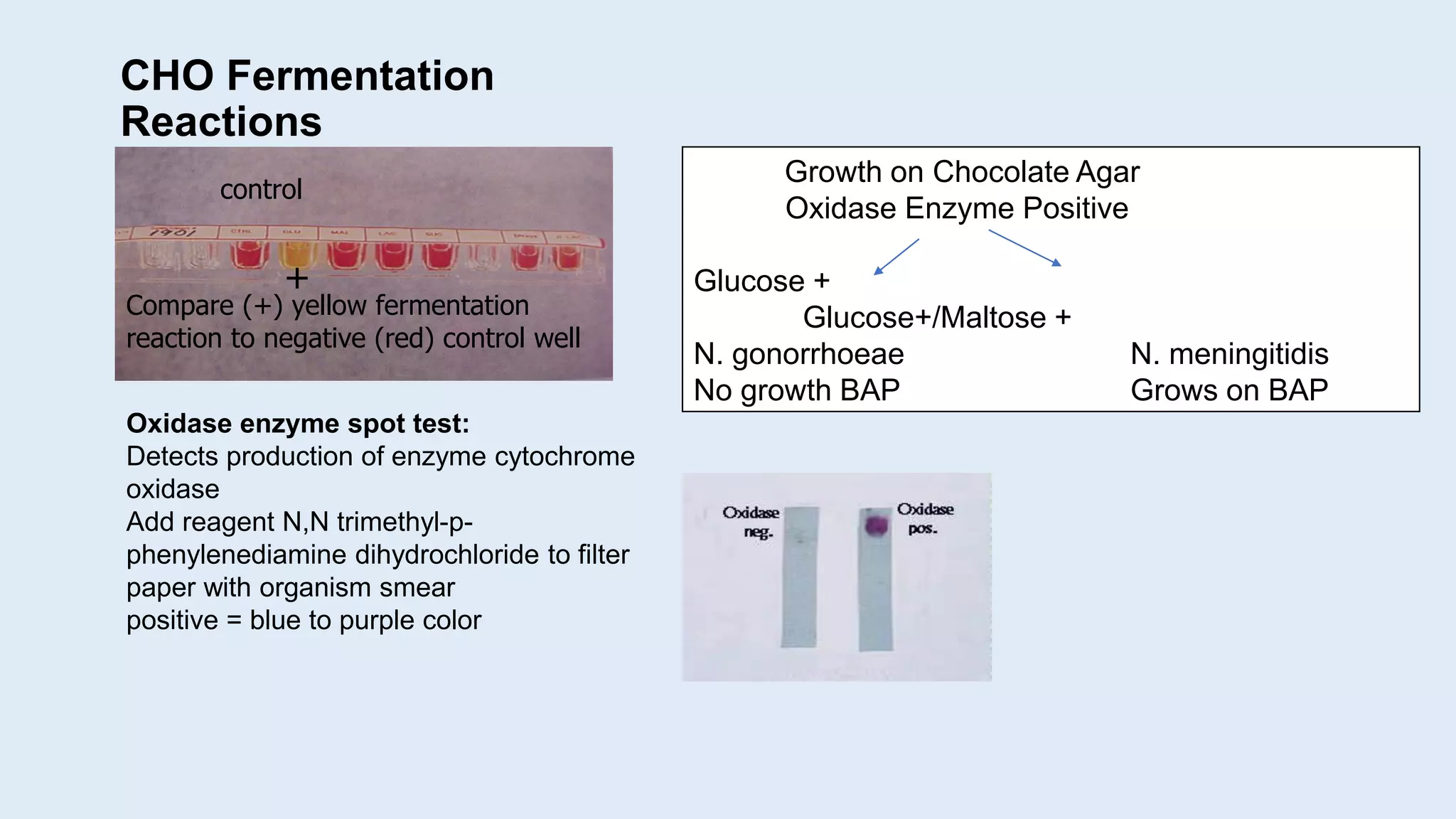 CHO Fermentation
Reactions
Compare (+) yellow fermentation
reaction to negative (red) control well
+
Oxidase enzyme spot test:
Detects production of enzyme cytochrome
oxidase
Add reagent N,N trimethyl-p-
phenylenediamine dihydrochloride to filter
paper with organism smear
positive = blue to purple color
control
Growth on Chocolate Agar
Oxidase Enzyme Positive
Glucose +
Glucose+/Maltose +
N. gonorrhoeae N. meningitidis
No growth BAP Grows on BAP
 