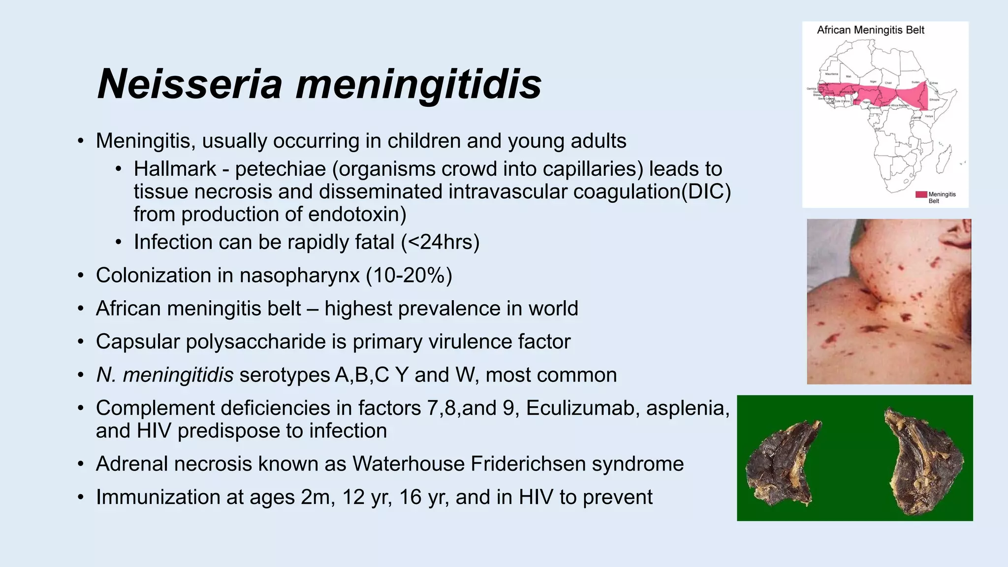 Neisseria meningitidis
• Meningitis, usually occurring in children and young adults
• Hallmark - petechiae (organisms crowd into capillaries) leads to
tissue necrosis and disseminated intravascular coagulation(DIC)
from production of endotoxin)
• Infection can be rapidly fatal (<24hrs)
• Colonization in nasopharynx (10-20%)
• African meningitis belt – highest prevalence in world
• Capsular polysaccharide is primary virulence factor
• N. meningitidis serotypes A,B,C Y and W, most common
• Complement deficiencies in factors 7,8,and 9, Eculizumab, asplenia,
and HIV predispose to infection
• Adrenal necrosis known as Waterhouse Friderichsen syndrome
• Immunization at ages 2m, 12 yr, 16 yr, and in HIV to prevent
 
