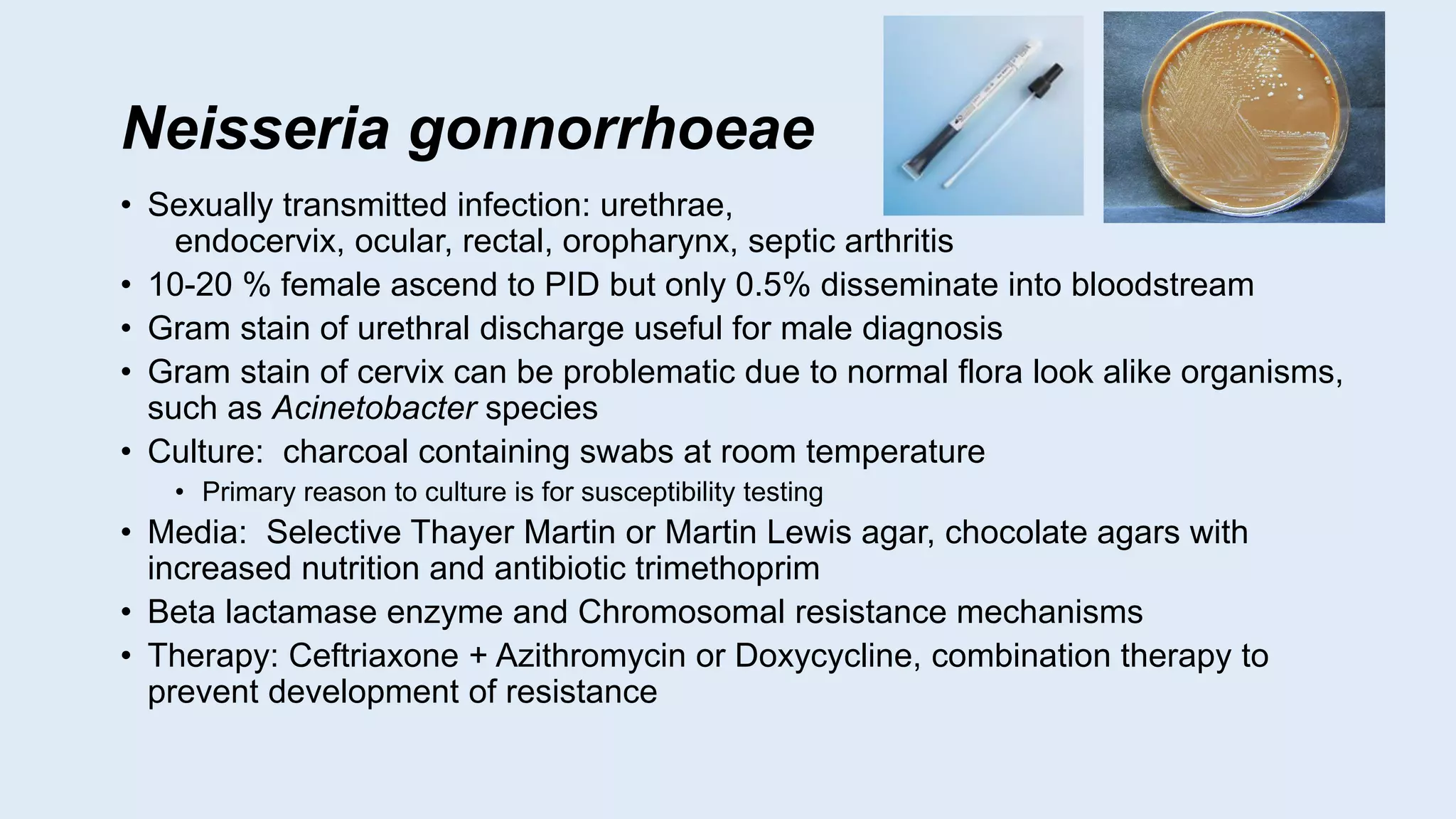Neisseria gonnorrhoeae
• Sexually transmitted infection: urethrae,
endocervix, ocular, rectal, oropharynx, septic arthritis
• 10-20 % female ascend to PID but only 0.5% disseminate into bloodstream
• Gram stain of urethral discharge useful for male diagnosis
• Gram stain of cervix can be problematic due to normal flora look alike organisms,
such as Acinetobacter species
• Culture: charcoal containing swabs at room temperature
• Primary reason to culture is for susceptibility testing
• Media: Selective Thayer Martin or Martin Lewis agar, chocolate agars with
increased nutrition and antibiotic trimethoprim
• Beta lactamase enzyme and Chromosomal resistance mechanisms
• Therapy: Ceftriaxone + Azithromycin or Doxycycline, combination therapy to
prevent development of resistance
 