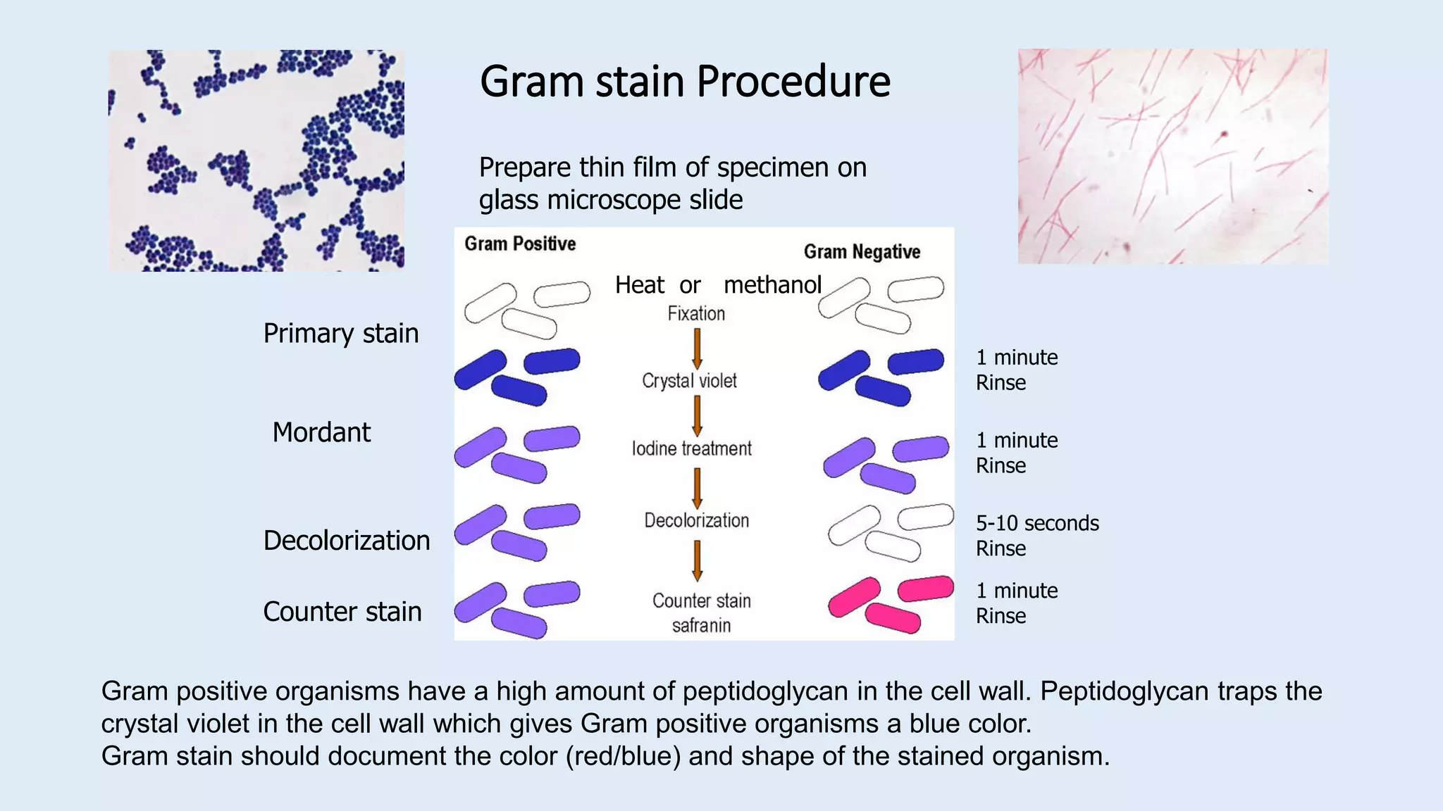 Gram stain Procedure
1 minute
Rinse
Primary stain
Mordant 1 minute
Rinse
5-10 seconds
Rinse
Decolorization
Counter stain
1 minute
Rinse
Gram positive organisms have a high amount of peptidoglycan in the cell wall. Peptidoglycan traps the
crystal violet in the cell wall which gives Gram positive organisms a blue color.
Gram stain should document the color (red/blue) and shape of the stained organism.
Prepare thin film of specimen on
glass microscope slide
Heat or methanol
 