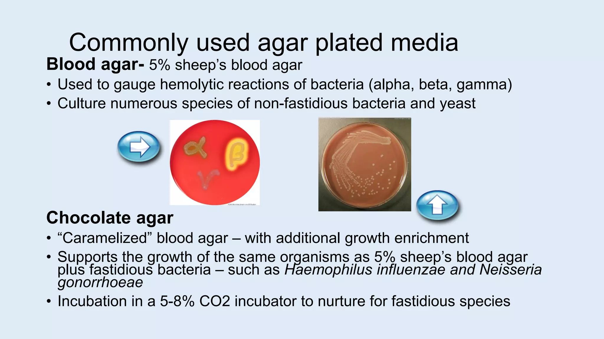 Commonly used agar plated media
Blood agar- 5% sheep’s blood agar
• Used to gauge hemolytic reactions of bacteria (alpha, beta, gamma)
• Culture numerous species of non-fastidious bacteria and yeast
Chocolate agar
• “Caramelized” blood agar – with additional growth enrichment
• Supports the growth of the same organisms as 5% sheep’s blood agar
plus fastidious bacteria – such as Haemophilus influenzae and Neisseria
gonorrhoeae
• Incubation in a 5-8% CO2 incubator to nurture for fastidious species
 
