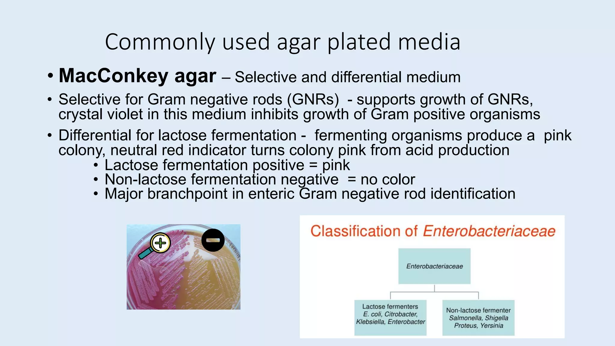 Commonly used agar plated media
• MacConkey agar – Selective and differential medium
• Selective for Gram negative rods (GNRs) - supports growth of GNRs,
crystal violet in this medium inhibits growth of Gram positive organisms
• Differential for lactose fermentation - fermenting organisms produce a pink
colony, neutral red indicator turns colony pink from acid production
• Lactose fermentation positive = pink
• Non-lactose fermentation negative = no color
• Major branchpoint in enteric Gram negative rod identification
 
