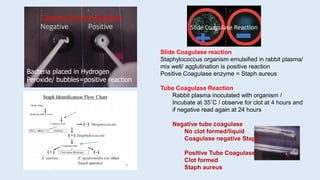 Catalase Enzyme Reaction
Negative Positive
Bacteria placed in Hydrogen
Peroxide/ bubbles=positive reaction
Slide Coagulase reaction
Staphylococcus organism emulsified in rabbit plasma/
mix well/ agglutination is positive reaction
Positive Coagulase enzyme = Staph aureus
Tube Coagulase Reaction
Rabbit plasma inoculated with organism /
Incubate at 35˚C / observe for clot at 4 hours and
if negative read again at 24 hours
Negative tube coagulase
No clot formed/liquid
Coagulase negative Staph
Positive Tube Coagulase
Clot formed
Staph aureus
Slide Coagulase Reaction
 