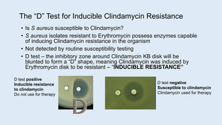 The “D” Test for Inducible Clindamycin Resistance
• Is S aureus susceptible to Clindamycin?
• S aureus isolates resistant to Erythromycin possess enzymes capable
of inducing Clindamycin resistance in the organism
• Not detected by routine susceptibility testing
• D test – the inhibitory zone around Clindamycin KB disk will be
blunted to form a “D” shape, meaning Clindamycin was induced by
Erythromycin disk to be resistant – “INDUCIBLE RESISTANCE”
D test positive
Inducible resistance
to clindamycin
Do not use for therapy
D test negative
Susceptible to clindamycin
Clindamycin used for therapy
 