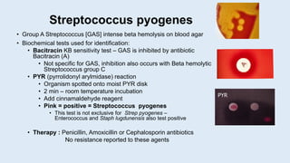Streptococcus pyogenes
• Group A Streptococcus [GAS] intense beta hemolysis on blood agar
• Biochemical tests used for identification:
• Bacitracin KB sensitivity test – GAS is inhibited by antibiotic
Bacitracin (A)
• Not specific for GAS, inhibition also occurs with Beta hemolytic
Streptococcus group C
• PYR (pyrrolidonyl arylmidase) reaction
• Organism spotted onto moist PYR disk
• 2 min – room temperature incubation
• Add cinnamaldehyde reagent
• Pink = positive = Streptococcus pyogenes
• This test is not exclusive for Strep pyogenes –
Enterococcus and Staph lugdunensis also test positive
• Therapy : Penicillin, Amoxicillin or Cephalosporin antibiotics
No resistance reported to these agents
PYR
 