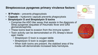 • Streptolysin O and Streptolysin S toxins
• Comprise the ASO titer assay that assists in the diagnosis of
Strep pyogenes sequelae of rheumatic fever and GAS
glomerulonephritis
• These toxins lead to evasion from the immune system
• Toxin activity can be demonstrated on 5% Sheep’s blood
agar media
• Streptolysin O toxin is oxygen labile
• Streptolysin S toxin is oxygen stable
• When both toxins are present, the stabbed area of the
media will demonstrate increased beta hemolysis.
Streptococcus pyogenes primary virulence factors:
• M Protein – prevents phagocytosis
• Capsule – hyaluronic capsule prevents phagocytosis
 