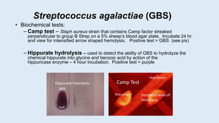 Streptococcus agalactiae (GBS)
• Biochemical tests:
– Camp test – Staph aureus strain that contains Camp factor streaked
perpendicular to group B Strep on a 5% sheep’s blood agar plate, Incubate 24 hr.
and view for intensified arrow shaped hemolysis. Positive test = GBS (see pix)
– Hippurate hydrolysis – used to detect the ability of GBS to hydrolyze the
chemical hippurate into glycine and benzoic acid by action of the
hippuricase enzyme – 4 hour incubation. Positive test = purple
pos
Staph aureus
Strep group B
Camp Test
Hippurate Hydrolysis
Increased area of
hemolysis
 