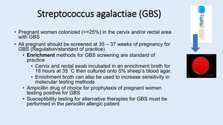 Streptococcus agalactiae (GBS)
• Pregnant women colonized (>=25%) in the cervix and/or rectal area
with GBS
• All pregnant should be screened at 35 – 37 weeks of pregnancy for
GBS (Regulation/standard of practice)
• Enrichment methods for GBS screening are standard of
practice
• Cervix and rectal swab incubated in an enrichment broth for
18 hours at 35 ˚C then cultured onto 5% sheep’s blood agar.
• Enrichment broth can also be used to increase sensitivity in
molecular testing methods
• Ampicillin drug of choice for prophylaxis of pregnant women
testing positive for GBS
• Susceptibility testing for alternative therapies for GBS must be
performed in the penicillin allergic patient
 