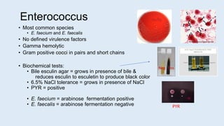 • Most common species
• E. faecium and E. faecalis
• No defined virulence factors
• Gamma hemolytic
• Gram positive cocci in pairs and short chains
• Biochemical tests:
• Bile esculin agar = grows in presence of bile &
reduces esculin to esculetin to produce black color
• 6.5% NaCl tolerance = grows in presence of NaCl
• PYR = positive
• E. faecium = arabinose fermentation positive
• E. faecalis = arabinose fermentation negative
Enterococcus
+ -
PYR
Neg Pos
 