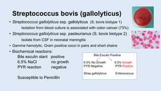 Streptococcus bovis (gallolyticus)
• Streptococcus gallolyticus ssp. gallolyticus (S. bovis biotype 1)
Isolation from blood culture is associated with colon cancer (73%)
• Streptococcus gallolyticus ssp. pasteurianus (S. bovis biotype 2)
Isolate from CSF in neonatal meningitis
• Gamma hemolytic, Gram positive cocci in pairs and short chains
• Biochemical reactions:
Bile esculin slant positive
6.5% NaCl no growth
PYR reaction negative
Susceptible to Penicillin
Bile Esculin Positive
6.5% No Growth 6.5% Growth
PYR Negative PYR Positive
Strep gallolyticus Enterococcus
 