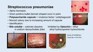 Streptococcus pneumoniae
• Alpha hemolytic
• Gram positive bullet (lancet) shaped cocci in pairs
• Polysaccharide capsule = virulence factor / antiphagocytic
• Mucoid colony due to increasing amount of capsule
• Identification:
• Bile soluble – colonies dissolve Inhibited by Optochin – ethyl
in sodium deoxycholate (bile) ethyl hydrocupreine hydrochloride
Zone of inhibition
must be >=14 mm
Autolytic
Changes
 