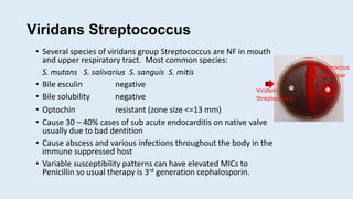 Viridans Streptococcus
• Several species of viridans group Streptococcus are NF in mouth
and upper respiratory tract. Most common species:
S. mutans S. salivarius S. sanguis S. mitis
• Bile esculin negative
• Bile solubility negative
• Optochin resistant (zone size <=13 mm)
• Cause 30 – 40% cases of sub acute endocarditis on native valve
usually due to bad dentition
• Cause abscess and various infections throughout the body in the
immune suppressed host
• Variable susceptibility patterns can have elevated MICs to
Penicillin so usual therapy is 3rd generation cephalosporin.
Streptococcus
pneumoniae
Viridans
Streptococcus
 