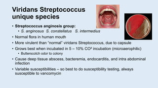 Viridans Streptococcus
unique species
• Streptococcus anginosis group:
• S. anginosus S. constellatus S. intermedius
• Normal flora in human mouth
• More virulent than “normal” viridans Streptococcus, due to capsule
• Grows best when incubated in 5 – 10% CO² incubation (microaerophilic)
• Butterscotch odor to colony
• Cause deep tissue abscess, bacteremia, endocarditis, and intra abdominal
infection
• Variable susceptibilities – so best to do susceptibility testing, always
susceptible to vancomycin
 