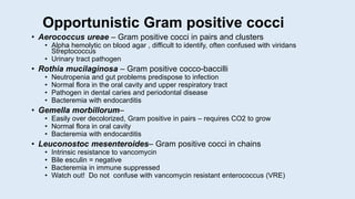 Opportunistic Gram positive cocci
• Aerococcus ureae – Gram positive cocci in pairs and clusters
• Alpha hemolytic on blood agar , difficult to identify, often confused with viridans
Streptococcus
• Urinary tract pathogen
• Rothia mucilaginosa – Gram positive cocco-baccilli
• Neutropenia and gut problems predispose to infection
• Normal flora in the oral cavity and upper respiratory tract
• Pathogen in dental caries and periodontal disease
• Bacteremia with endocarditis
• Gemella morbillorum–
• Easily over decolorized, Gram positive in pairs – requires CO2 to grow
• Normal flora in oral cavity
• Bacteremia with endocarditis
• Leuconostoc mesenteroides– Gram positive cocci in chains
• Intrinsic resistance to vancomycin
• Bile esculin = negative
• Bacteremia in immune suppressed
• Watch out! Do not confuse with vancomycin resistant enterococcus (VRE)
 