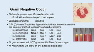 Gram Negative Cocci
• Neisseria species and Moraxella catarrhalis
• Small kidney bean shaped cocci in pairs
• Oxidase enzyme positive
• CTA (Cysteine Trypticase Agar) carbohydrate fermentation tests
are an older method to identify cultured organisms
• N. gonnorheae Gluc + Mal - Lac - Suc -
• N. meningitidis Gluc + Mal + Lac - Suc -
• N. lactamica Gluc + Mal + Lac+ Suc-
• M. catarrhalis Gluc - Mal - Lac - Suc -
• N. gonorrhoeae will NOT grow on 5% Sheep’s blood agar
• N. meningitidis will grow on 5% Sheep’s blood agar
 