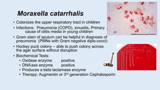 Moraxella catarrhalis
• Colonizes the upper respiratory tract in children
• Infections: Pneumonia (COPD), sinusitis, Primary
cause of otitis media in young children
• Gram stain of sputum can be helpful in diagnosis of
pneumonia (PMNs with Gram negative diplo-cocci)
• Hockey puck colony – able to push colony across
the agar surface without disruption
• Biochemical Tests:
• Oxidase enzyme positive
• DNA’ase enzyme positive
• Produces a beta lactamase enzyme
• Therapy: Augmentin or 3rd generation Cephalosporin
 
