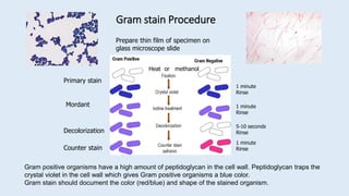 Gram stain Procedure
1 minute
Rinse
Primary stain
Mordant 1 minute
Rinse
5-10 seconds
Rinse
Decolorization
Counter stain
1 minute
Rinse
Gram positive organisms have a high amount of peptidoglycan in the cell wall. Peptidoglycan traps the
crystal violet in the cell wall which gives Gram positive organisms a blue color.
Gram stain should document the color (red/blue) and shape of the stained organism.
Prepare thin film of specimen on
glass microscope slide
Heat or methanol
 