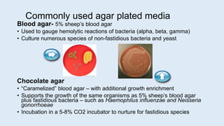 Commonly used agar plated media
Blood agar- 5% sheep’s blood agar
• Used to gauge hemolytic reactions of bacteria (alpha, beta, gamma)
• Culture numerous species of non-fastidious bacteria and yeast
Chocolate agar
• “Caramelized” blood agar – with additional growth enrichment
• Supports the growth of the same organisms as 5% sheep’s blood agar
plus fastidious bacteria – such as Haemophilus influenzae and Neisseria
gonorrhoeae
• Incubation in a 5-8% CO2 incubator to nurture for fastidious species
 
