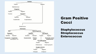 Gram Positive
Cocci
Staphylococcus
Streptococcus
Enterococcus
 