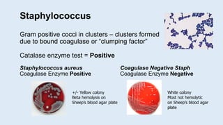 Staphylococcus
Gram positive cocci in clusters – clusters formed
due to bound coagulase or “clumping factor”
Catalase enzy...