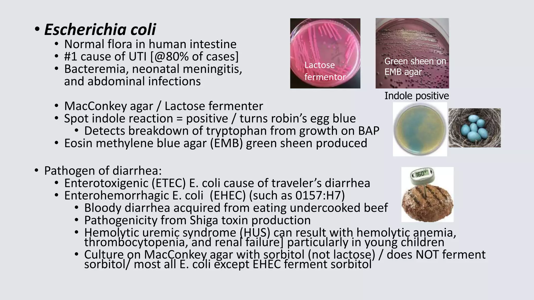 • Escherichia coli
• Normal flora in human intestine
• #1 cause of UTI [@80% of cases]
• Bacteremia, neonatal meningitis,
and abdominal infections
• MacConkey agar / Lactose fermenter
• Spot indole reaction = positive / turns robin’s egg blue
• Detects breakdown of tryptophan from growth on BAP
• Eosin methylene blue agar (EMB) green sheen produced
• Pathogen of diarrhea:
• Enterotoxigenic (ETEC) E. coli cause of traveler’s diarrhea
• Enterohemorrhagic E. coli (EHEC) (such as 0157:H7)
• Bloody diarrhea acquired from eating undercooked beef
• Pathogenicity from Shiga toxin production
• Hemolytic uremic syndrome (HUS) can result with hemolytic anemia,
thrombocytopenia, and renal failure] particularly in young children
• Culture on MacConkey agar with sorbitol (not lactose) / does NOT ferment
sorbitol/ most all E. coli except EHEC ferment sorbitol
Green sheen on
EMB agar
Indole positive
Lactose
fermentor
 