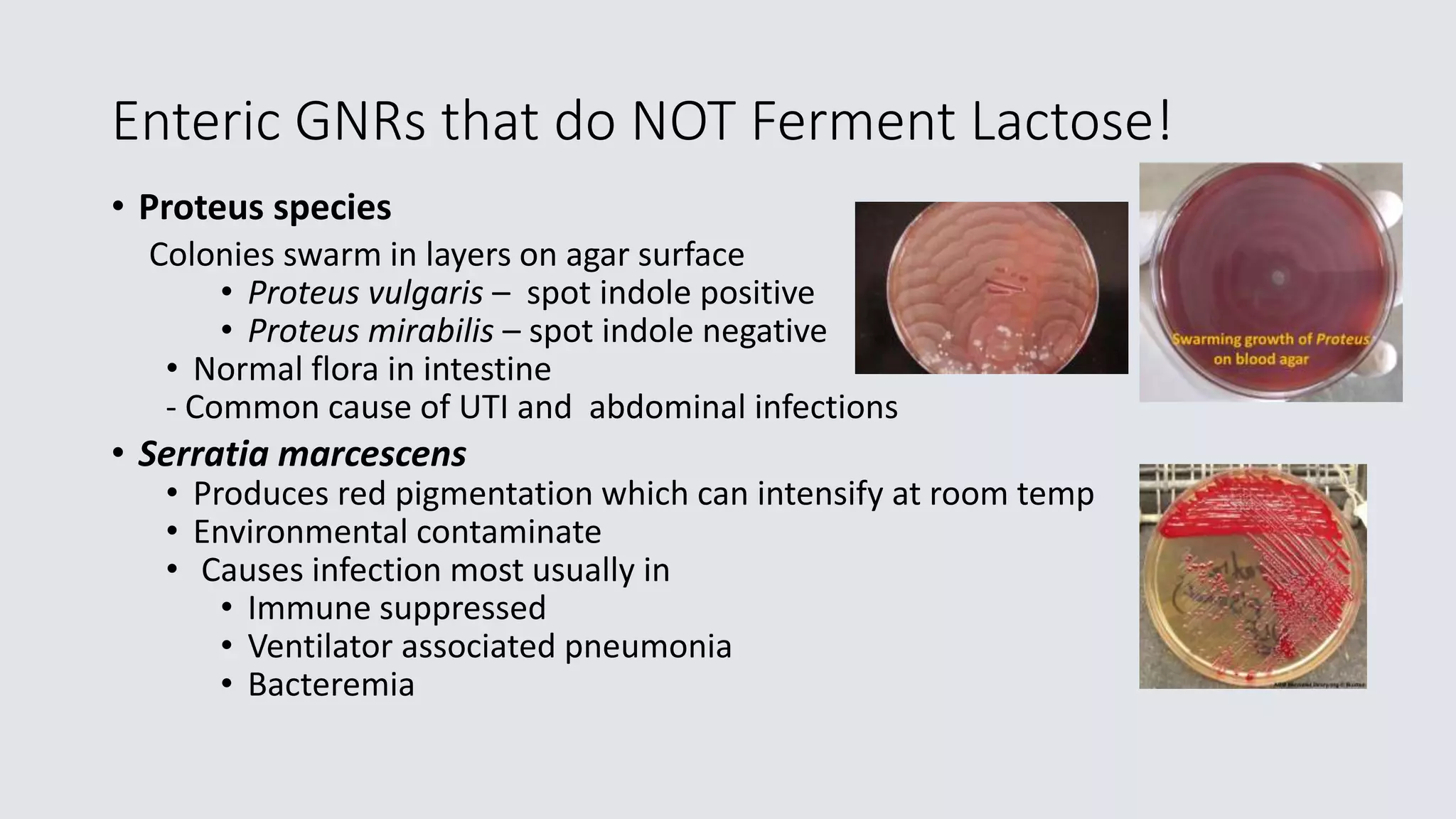 Enteric GNRs that do NOT Ferment Lactose!
• Proteus species
Colonies swarm in layers on agar surface
• Proteus vulgaris – spot indole positive
• Proteus mirabilis – spot indole negative
• Normal flora in intestine
- Common cause of UTI and abdominal infections
• Serratia marcescens
• Produces red pigmentation which can intensify at room temp
• Environmental contaminate
• Causes infection most usually in
• Immune suppressed
• Ventilator associated pneumonia
• Bacteremia
 