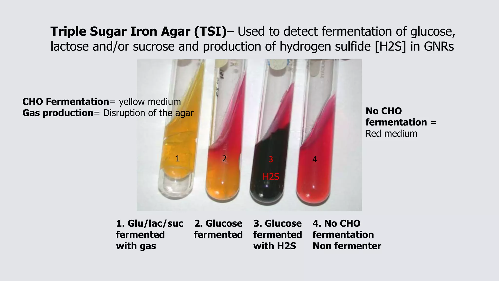 1. Glu/lac/suc
fermented
with gas
2. Glucose
fermented
3. Glucose
fermented
with H2S
4. No CHO
fermentation
Non fermenter
Triple Sugar Iron Agar (TSI)– Used to detect fermentation of glucose,
lactose and/or sucrose and production of hydrogen sulfide [H2S] in GNRs
CHO Fermentation= yellow medium
Gas production= Disruption of the agar
H2S
No CHO
fermentation =
Red medium
1 2 3 4
 