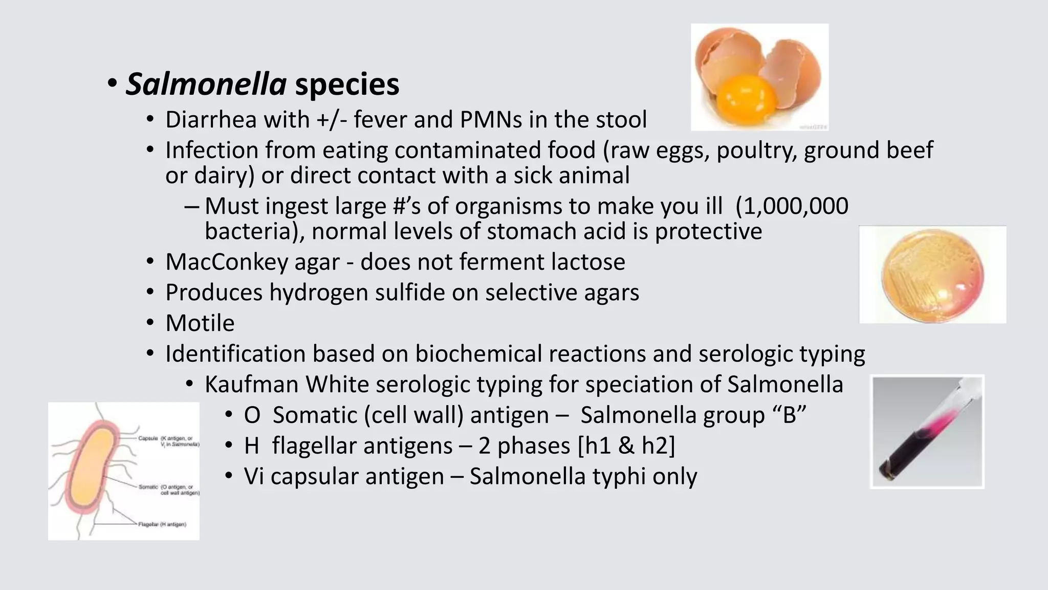 • Salmonella species
• Diarrhea with +/- fever and PMNs in the stool
• Infection from eating contaminated food (raw eggs, poultry, ground beef
or dairy) or direct contact with a sick animal
– Must ingest large #’s of organisms to make you ill (1,000,000
bacteria), normal levels of stomach acid is protective
• MacConkey agar - does not ferment lactose
• Produces hydrogen sulfide on selective agars
• Motile
• Identification based on biochemical reactions and serologic typing
• Kaufman White serologic typing for speciation of Salmonella
• O Somatic (cell wall) antigen – Salmonella group “B”
• H flagellar antigens – 2 phases [h1 & h2]
• Vi capsular antigen – Salmonella typhi only
 