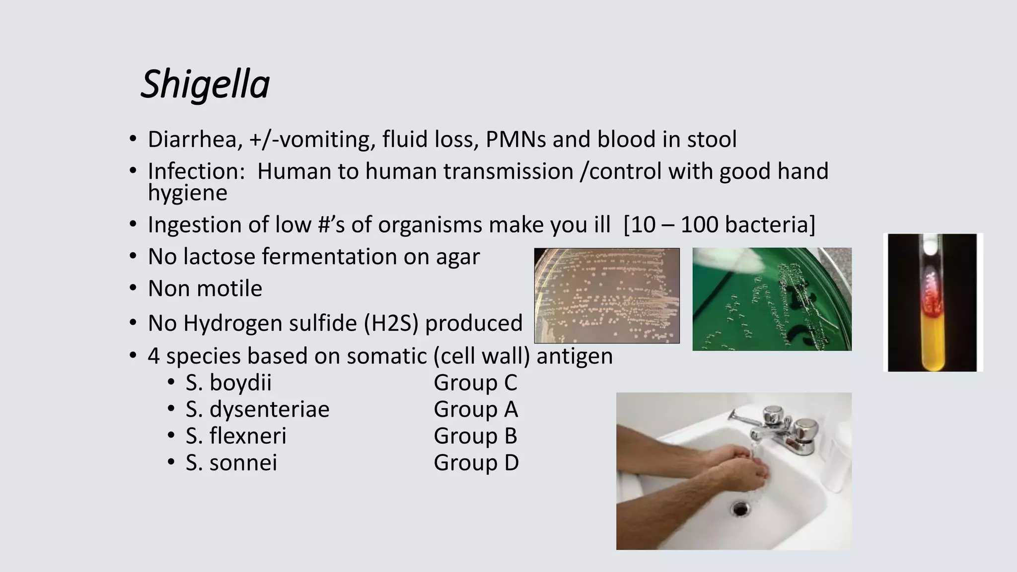 Shigella
• Diarrhea, +/-vomiting, fluid loss, PMNs and blood in stool
• Infection: Human to human transmission /control with good hand
hygiene
• Ingestion of low #’s of organisms make you ill [10 – 100 bacteria]
• No lactose fermentation on agar
• Non motile
• No Hydrogen sulfide (H2S) produced
• 4 species based on somatic (cell wall) antigen
• S. boydii Group C
• S. dysenteriae Group A
• S. flexneri Group B
• S. sonnei Group D
 
