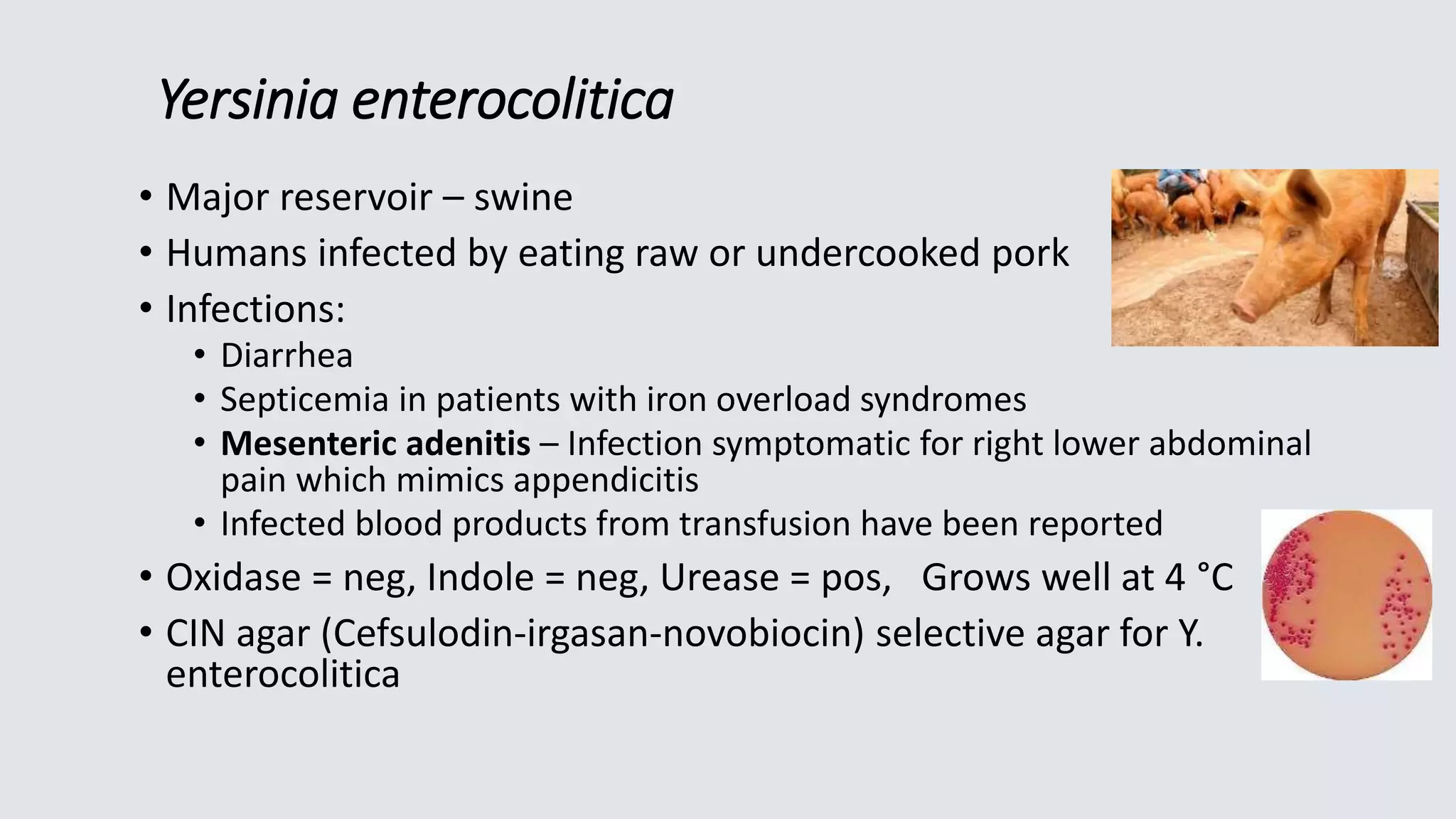 Yersinia enterocolitica
• Major reservoir – swine
• Humans infected by eating raw or undercooked pork
• Infections:
• Diarrhea
• Septicemia in patients with iron overload syndromes
• Mesenteric adenitis – Infection symptomatic for right lower abdominal
pain which mimics appendicitis
• Infected blood products from transfusion have been reported
• Oxidase = neg, Indole = neg, Urease = pos, Grows well at 4 °C
• CIN agar (Cefsulodin-irgasan-novobiocin) selective agar for Y.
enterocolitica
 