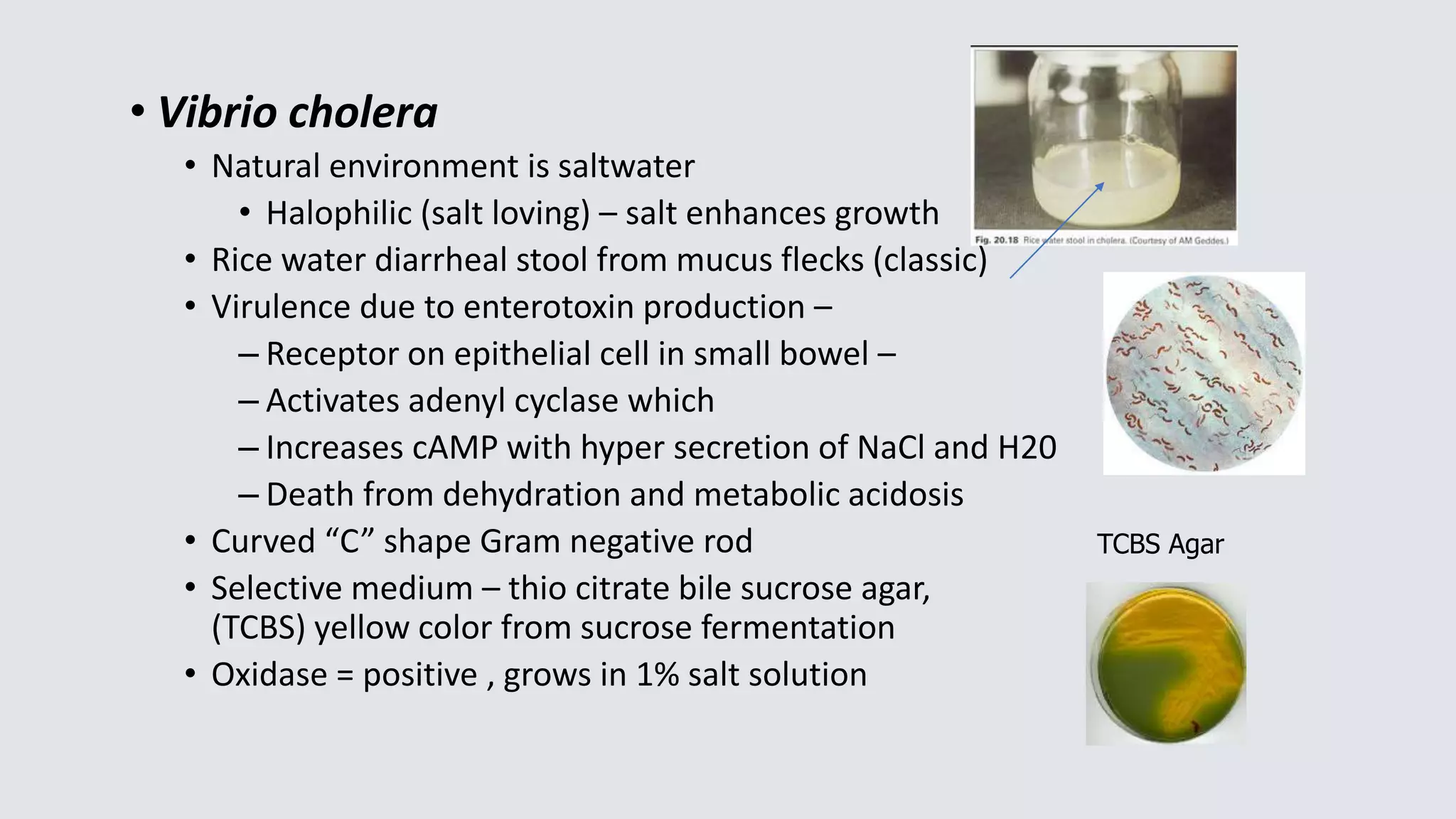 • Vibrio cholera
• Natural environment is saltwater
• Halophilic (salt loving) – salt enhances growth
• Rice water diarrheal stool from mucus flecks (classic)
• Virulence due to enterotoxin production –
– Receptor on epithelial cell in small bowel –
– Activates adenyl cyclase which
– Increases cAMP with hyper secretion of NaCl and H20
– Death from dehydration and metabolic acidosis
• Curved “C” shape Gram negative rod
• Selective medium – thio citrate bile sucrose agar,
(TCBS) yellow color from sucrose fermentation
• Oxidase = positive , grows in 1% salt solution
TCBS Agar
 