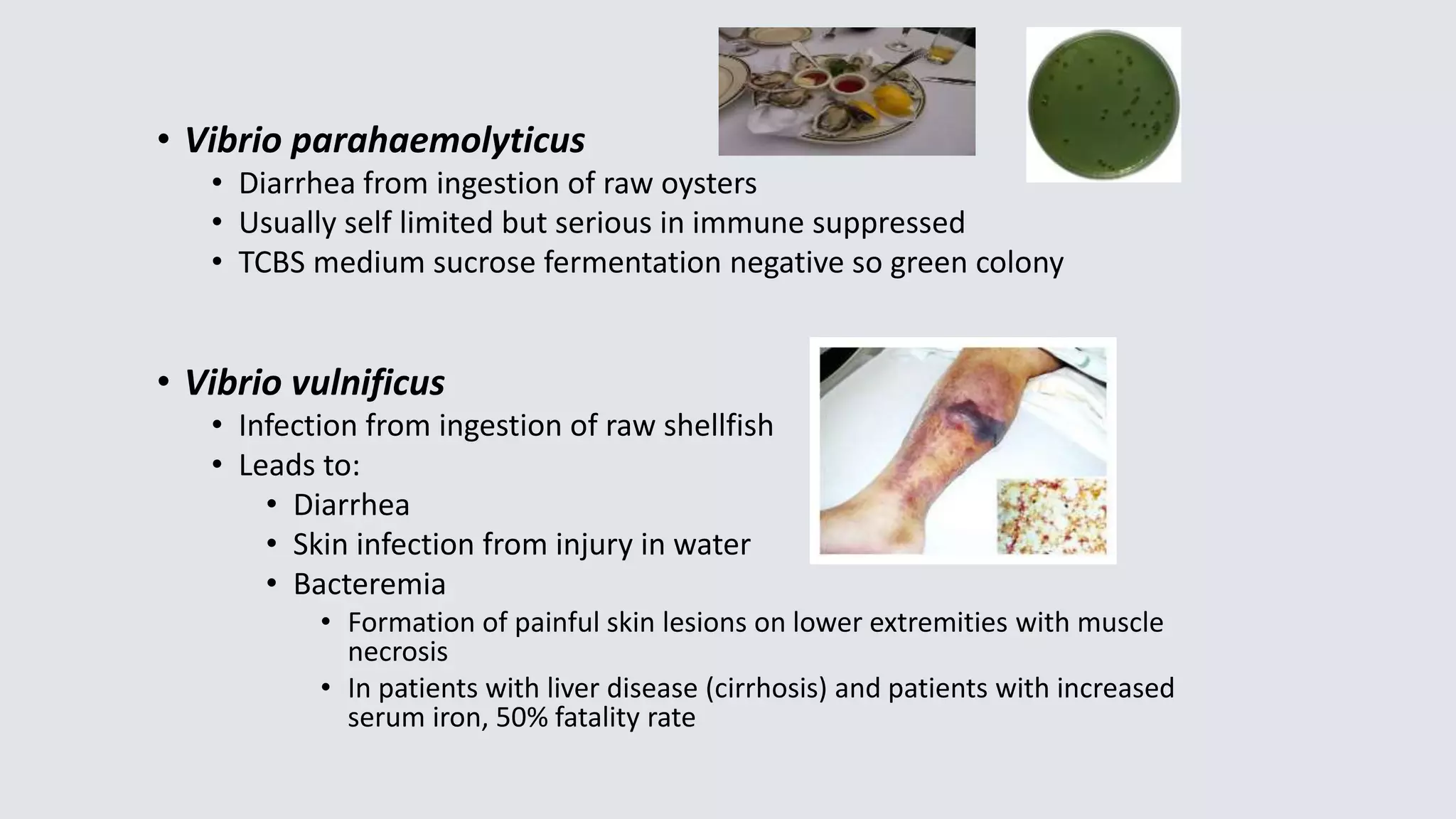 • Vibrio parahaemolyticus
• Diarrhea from ingestion of raw oysters
• Usually self limited but serious in immune suppressed
• TCBS medium sucrose fermentation negative so green colony
• Vibrio vulnificus
• Infection from ingestion of raw shellfish
• Leads to:
• Diarrhea
• Skin infection from injury in water
• Bacteremia
• Formation of painful skin lesions on lower extremities with muscle
necrosis
• In patients with liver disease (cirrhosis) and patients with increased
serum iron, 50% fatality rate
 